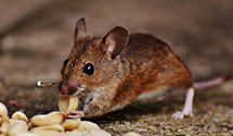 24 Hour & Emergency Exterminators in Huntersville, NC